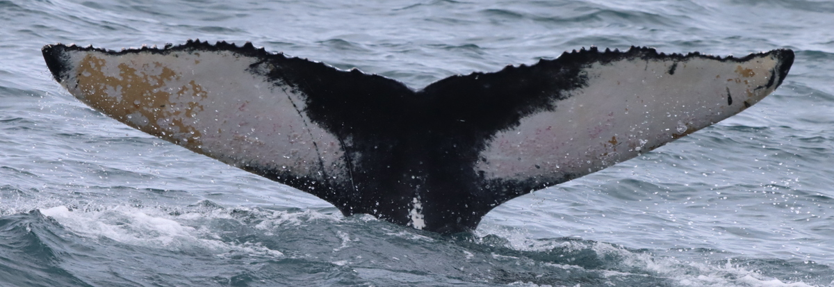Fluke of HW-MN0104281