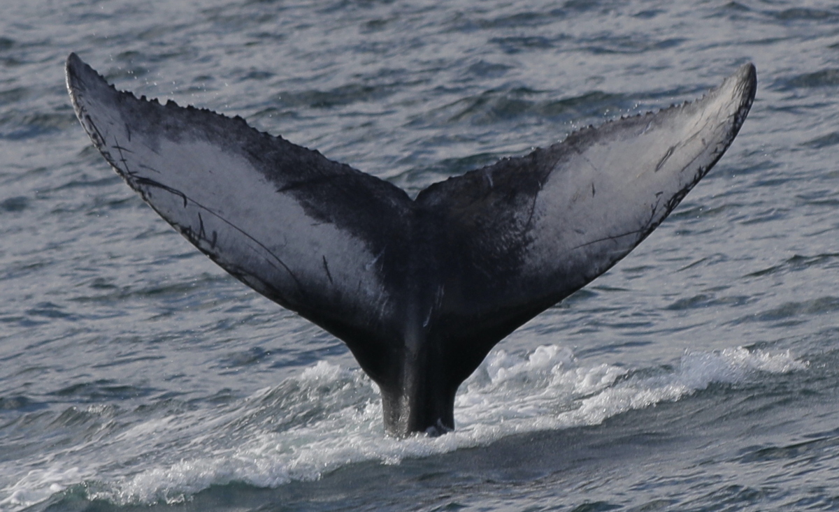 Fluke of 2024-2025 calf of Notch