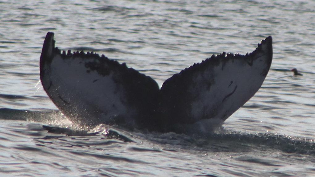 Fluke of HW-MN0104283