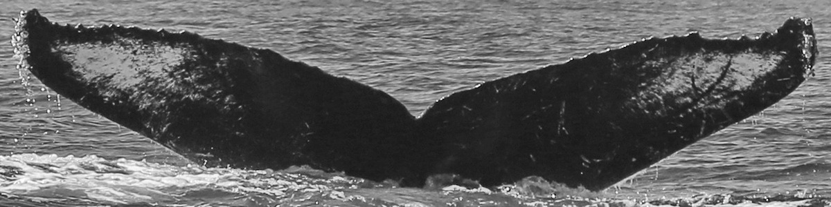 Fluke of CRC-10906