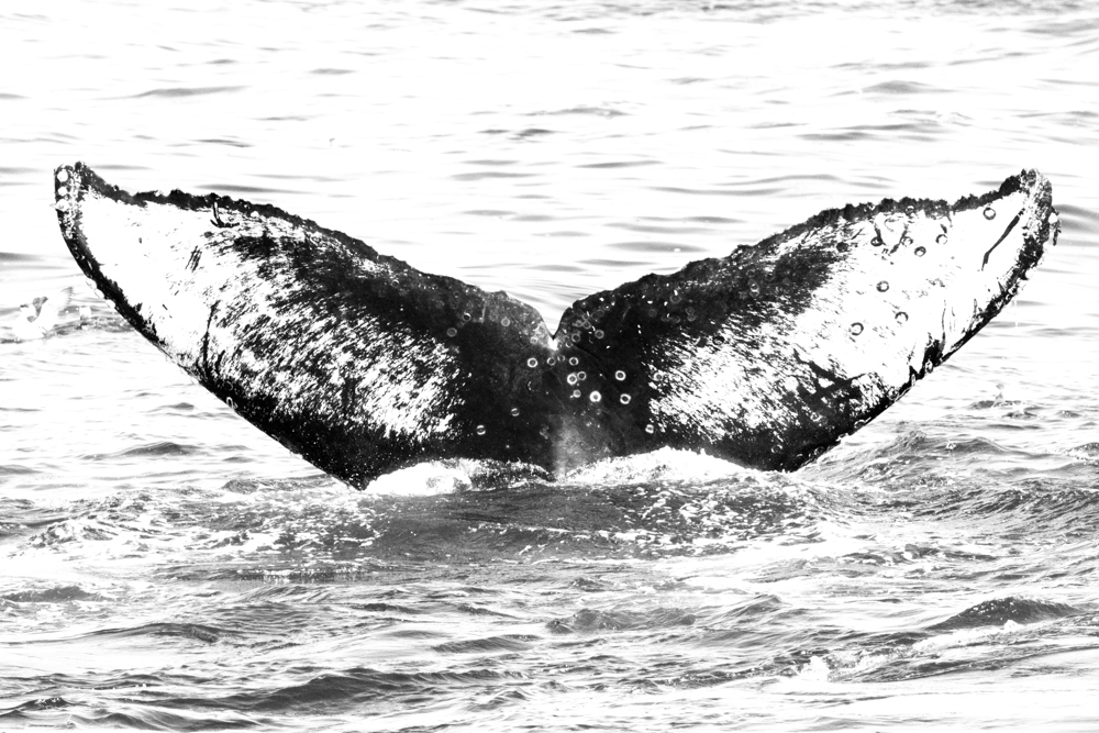Fluke of Grumpy (Monterey Bay)