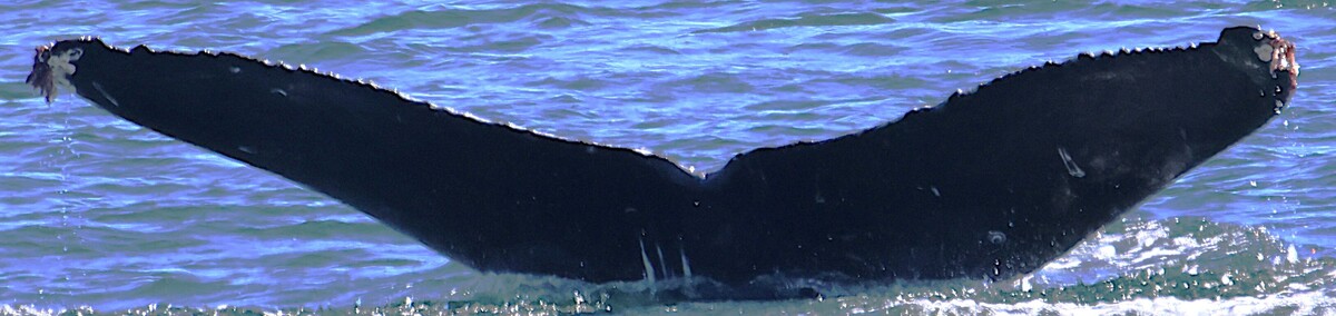 Fluke of CRC-22915