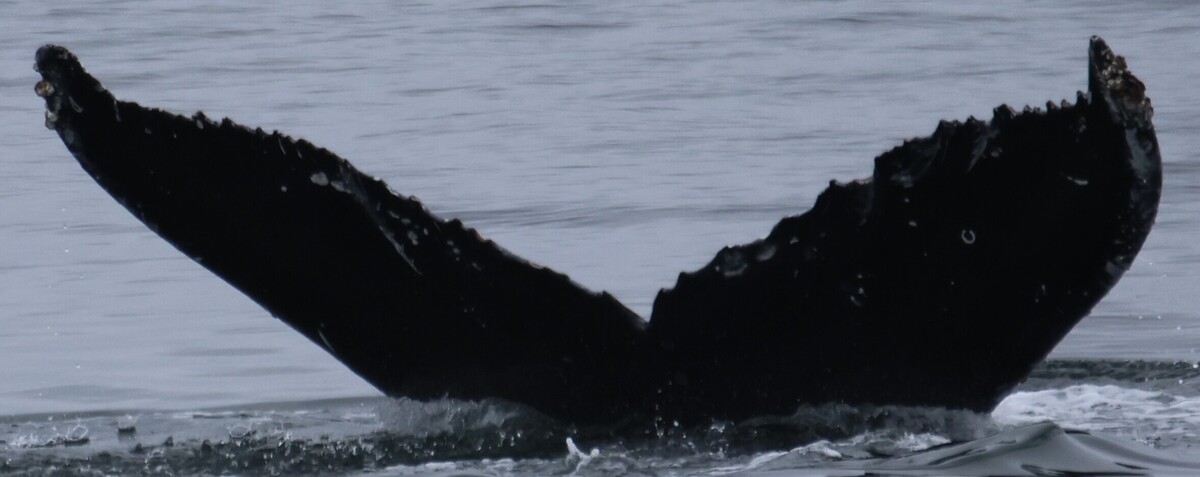 Fluke of CRC-22914