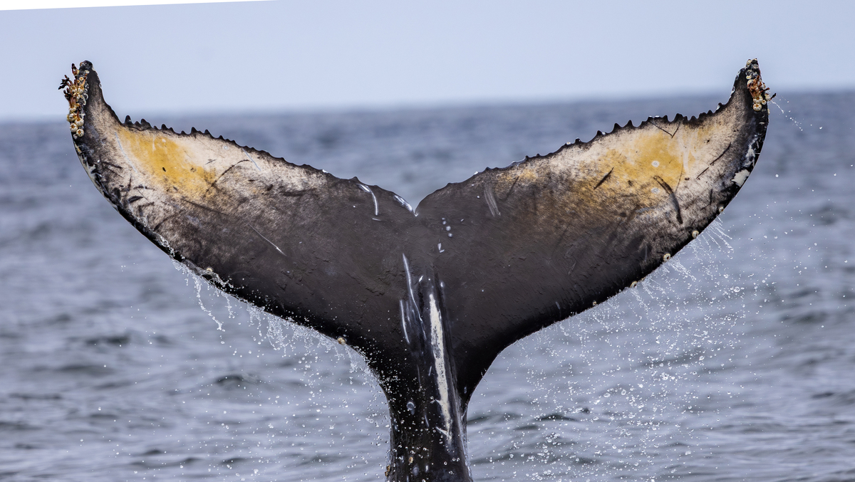 Fluke of Borealis (2024-2025 calf of Aurora)