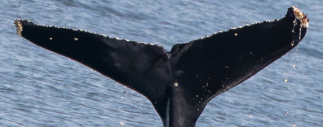 Fluke of 2025 calf of Twin Peaks