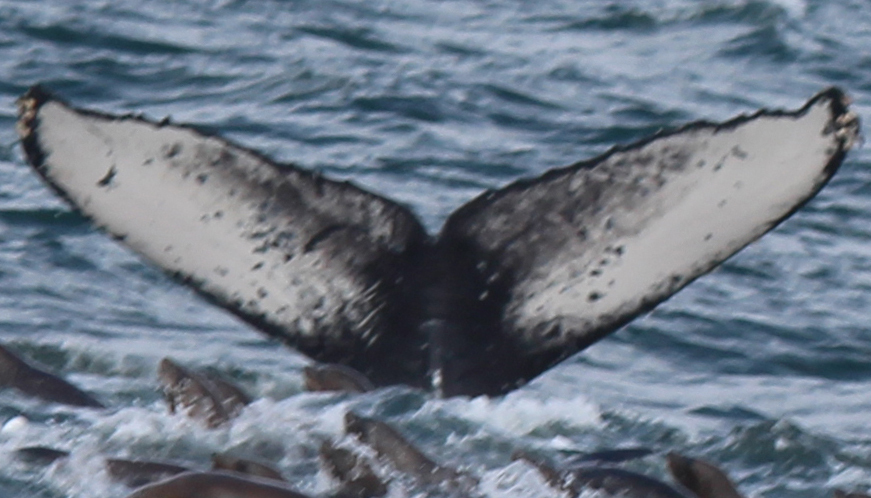 Fluke of CRC-15783