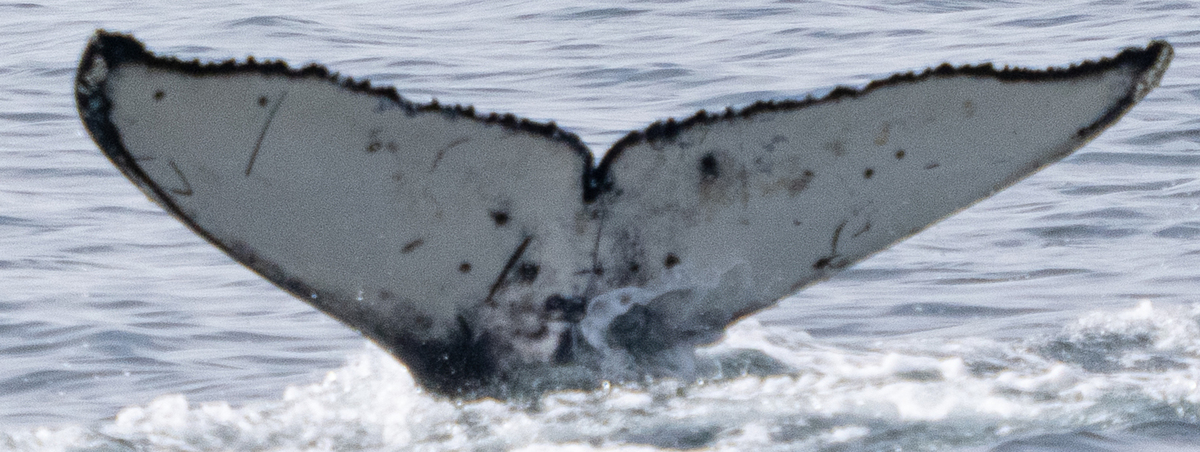 Fluke of 2024-2025 calf of CRC-12480