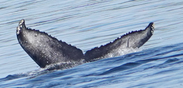Fluke of 2025 calf of Bauxbaumia
