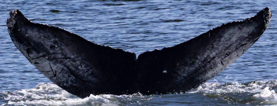 Fluke of CRC-22916