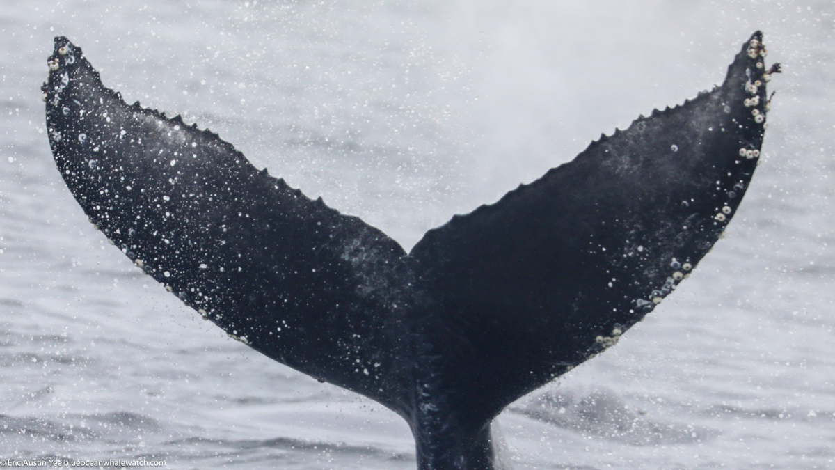 Fluke of 2024-2025 calf of CRC-11268