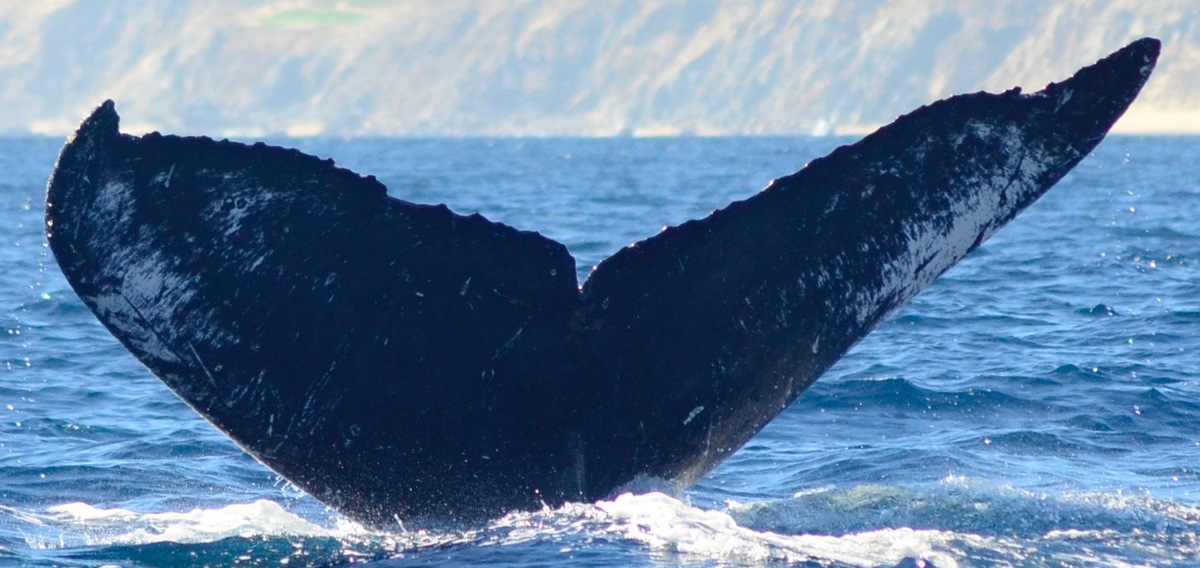 Fluke of CRC-15030