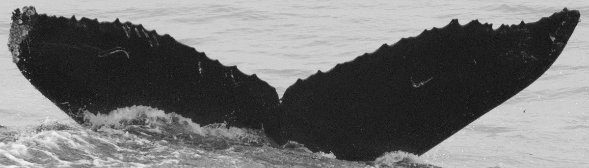 Fluke of Trident (Nicaragua)