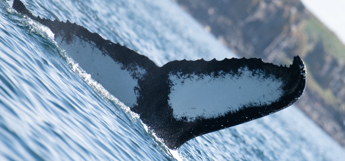 Fluke of MIMO (Iceland)