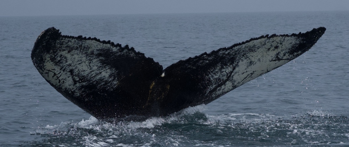 Fluke of Toothless (HRC)