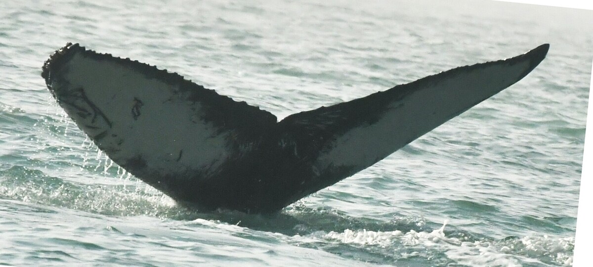 Fluke of Whalerdell (HRC)