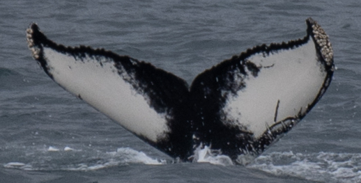 Fluke of Balloon (Westfjords)