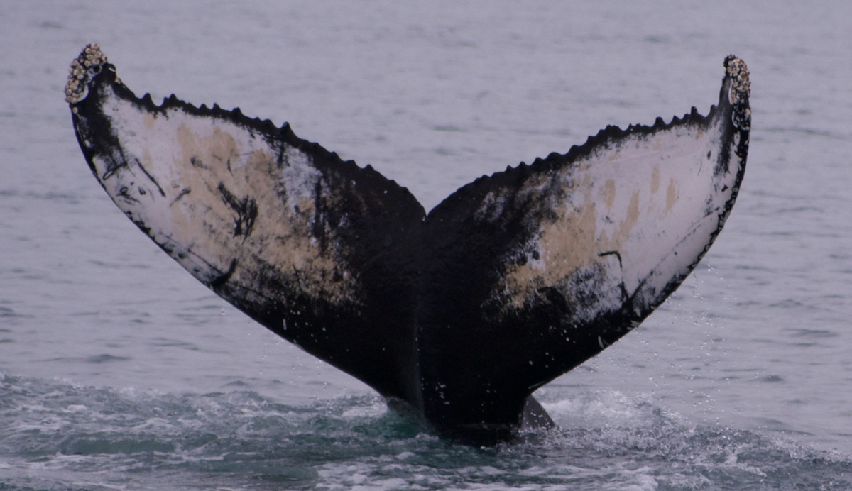 Fluke of Poseidon (Husavik)
