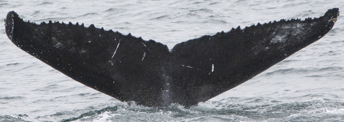 Fluke of HW-MN0104305
