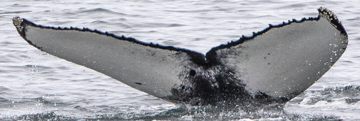 Fluke of HW-MN0104307