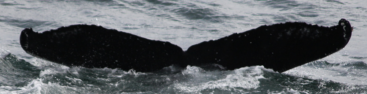 Fluke of Tula (Iceland)