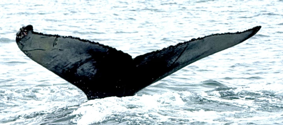 Fluke of Psyduck (Husavik)