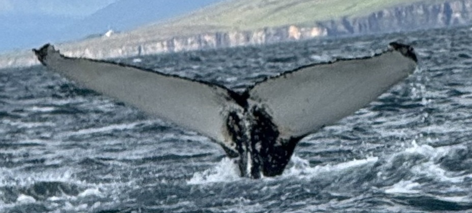 Fluke of HW-MN0104312