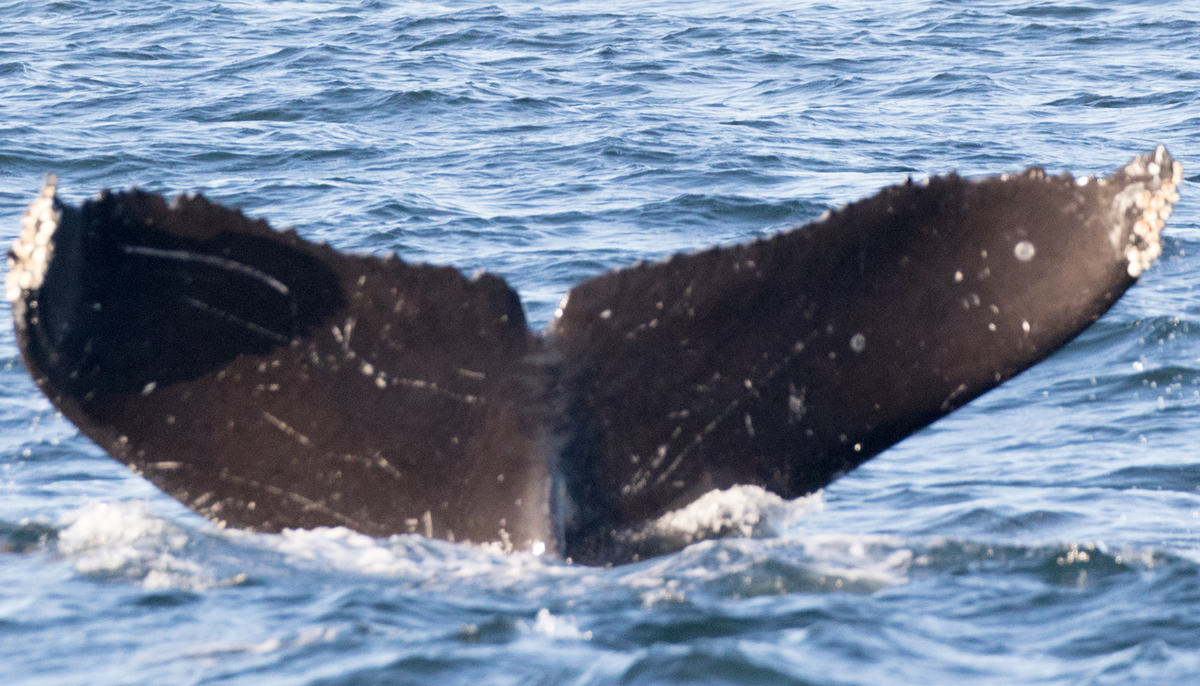 Fluke of Eddie (California)