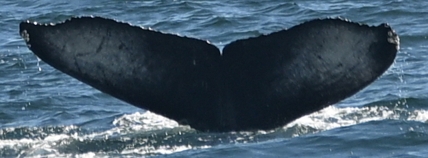 Fluke of 2024-2025 calf of Slashdot