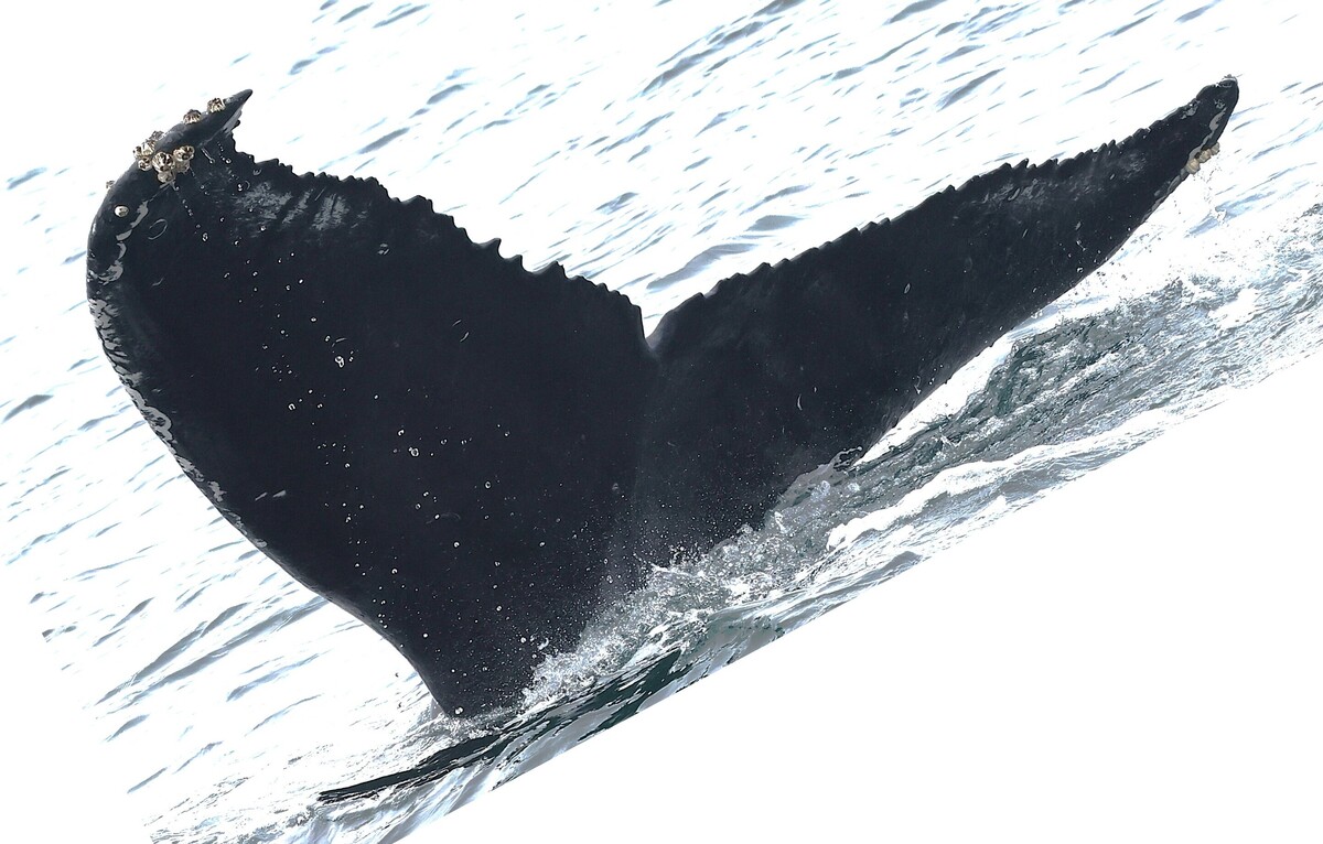Fluke of HW-MN0503803