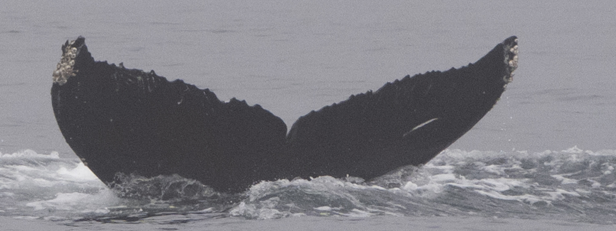 Fluke of HW-MN0503805