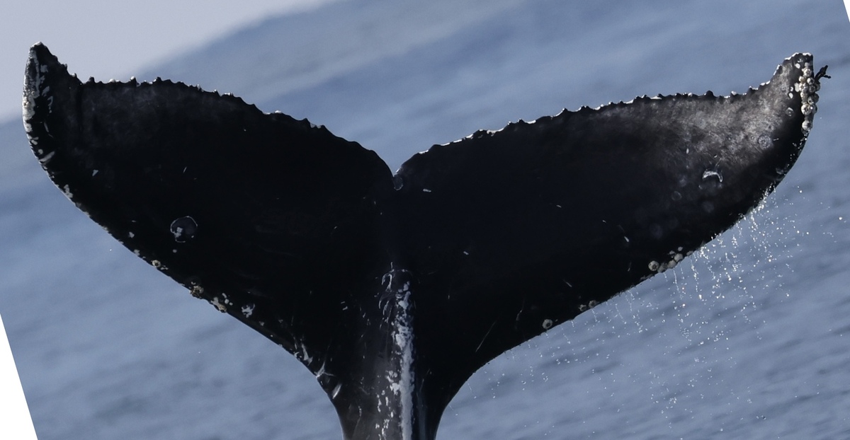 Fluke of HW-MN0503811