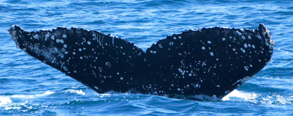 Fluke of HW-MN0503813