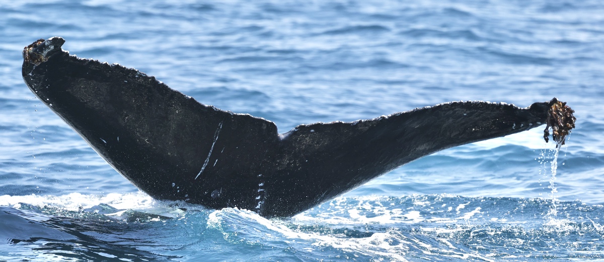Fluke of HW-MN0503814