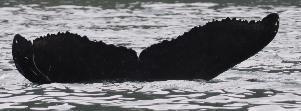 Fluke of 2025 calf of SwimRe (Alaska)