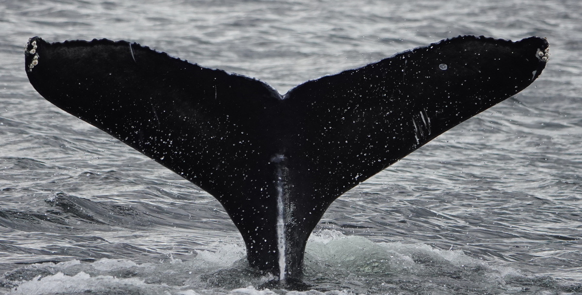 Fluke of HW-MN0401577