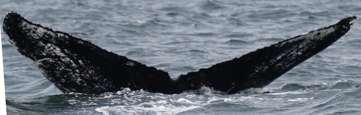 Fluke of HW-MN0420535