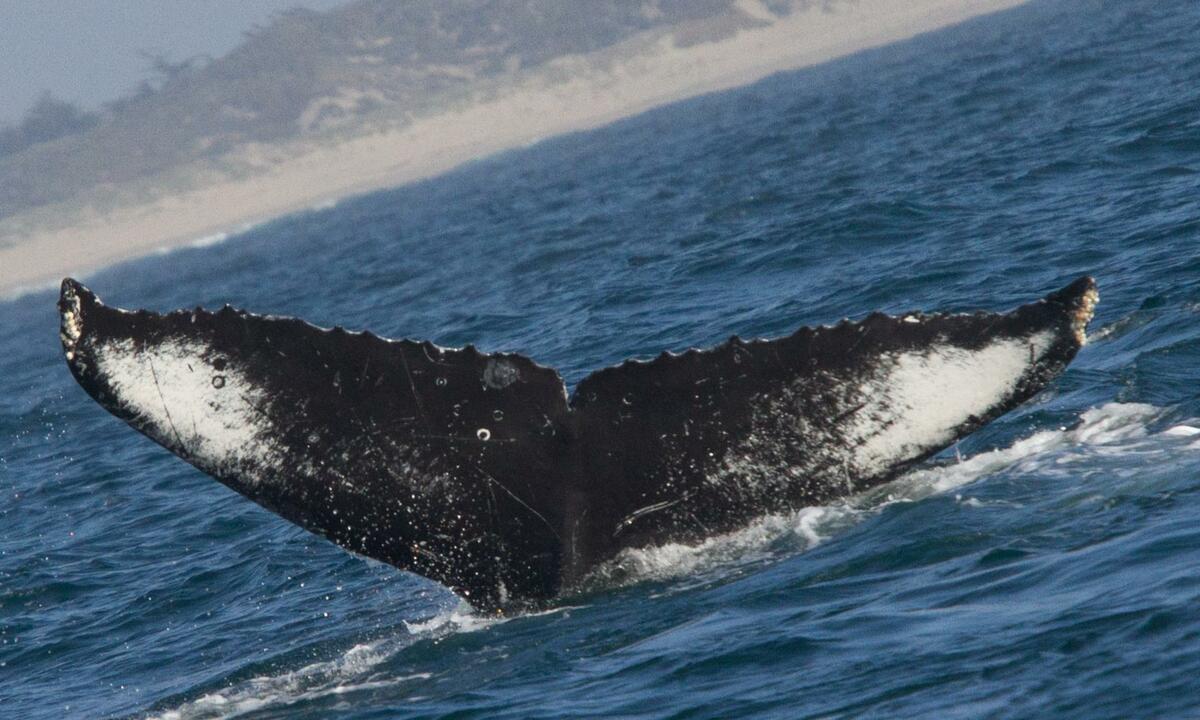 Fluke of Mary Jo (Californa)