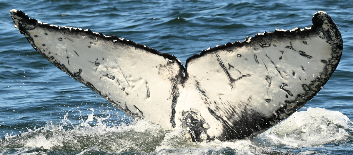 Fluke of Parmey (2024-2025 calf of Tamu)