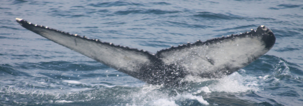 Fluke of Pimpi (Husavik)