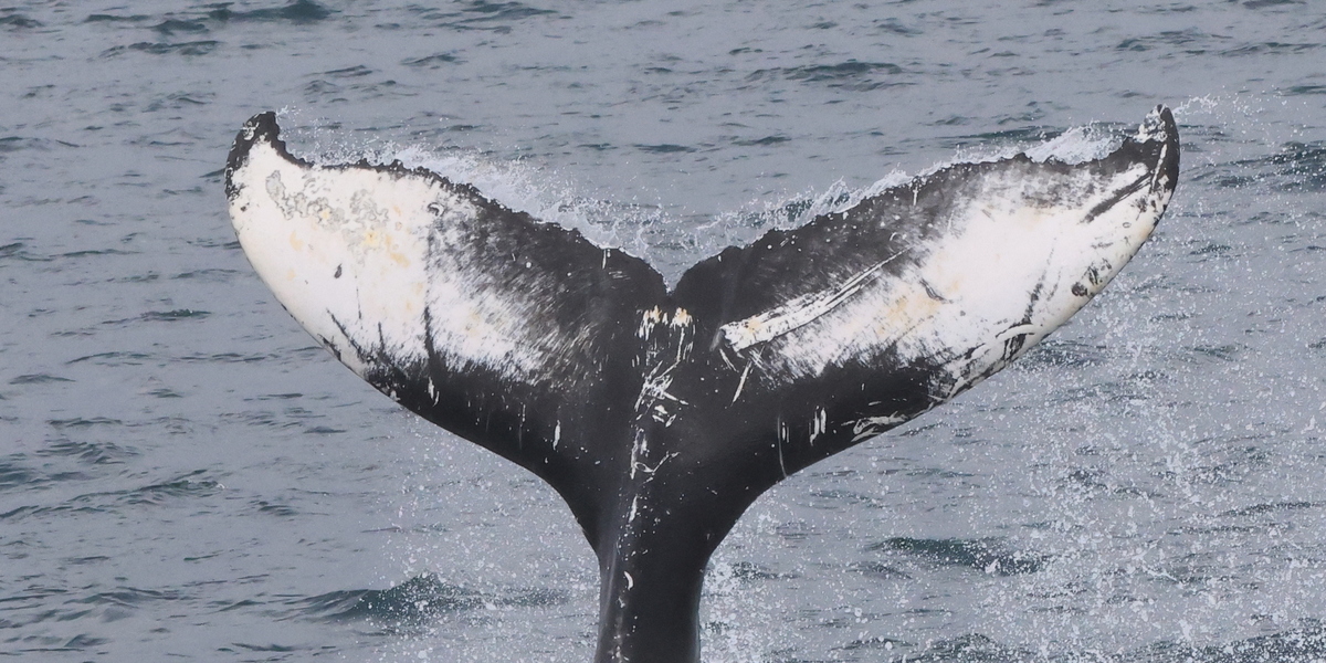 Fluke of HW-MN0104389