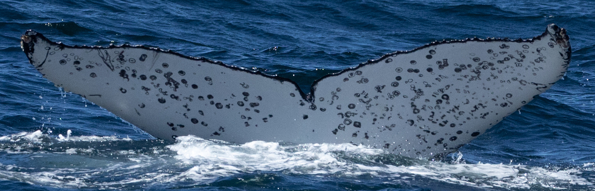 Fluke of CRC-23134