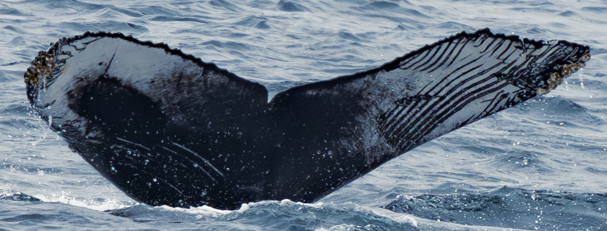 Fluke of HW-MN0503825