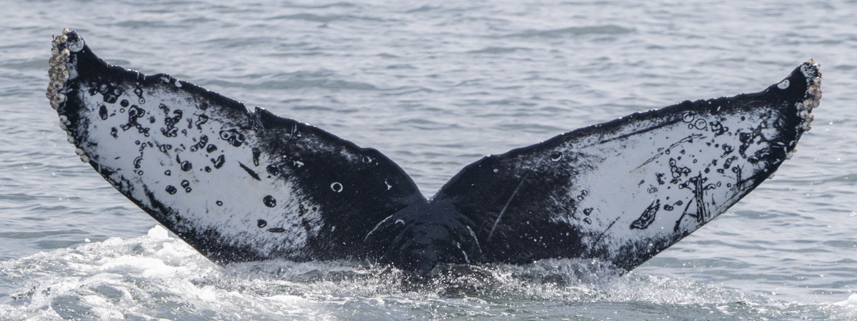Fluke of CRC-23133