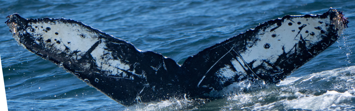 Fluke of HW-MN0503829