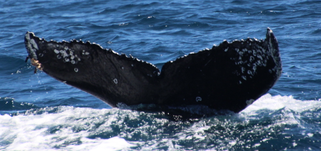 Fluke of HW-MN0503830