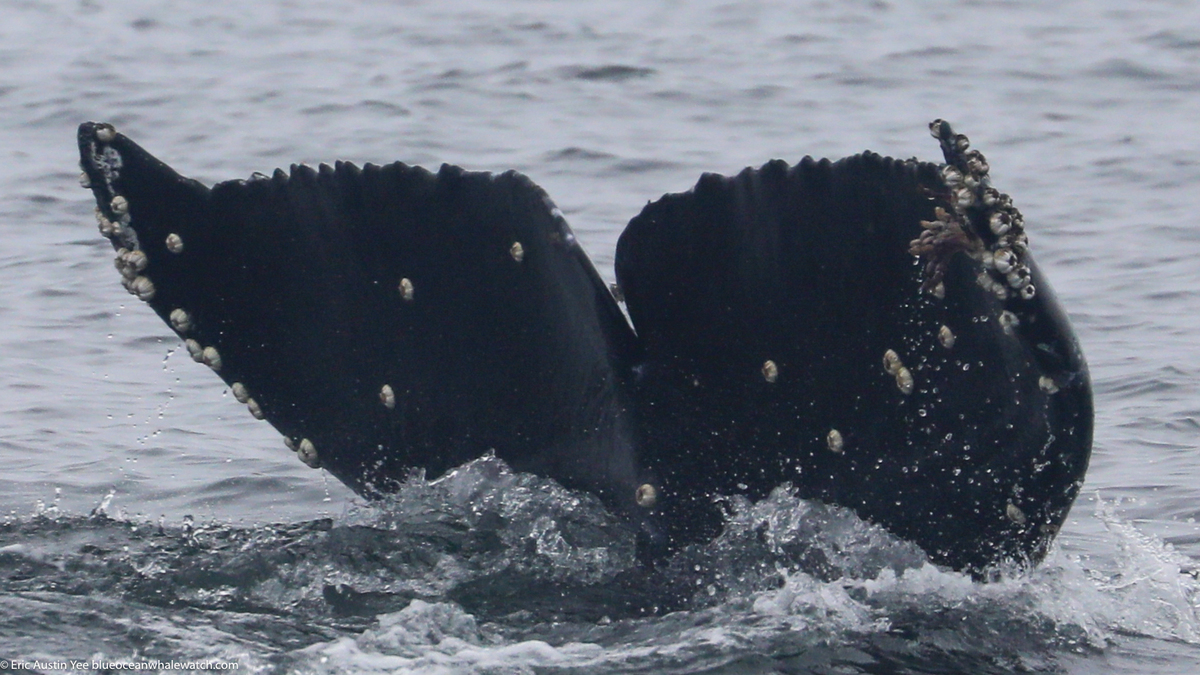 Fluke of HW-MN0503832
