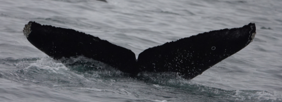 Fluke of HW-MN0503833