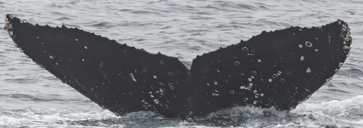 Fluke of HW-MN0503836