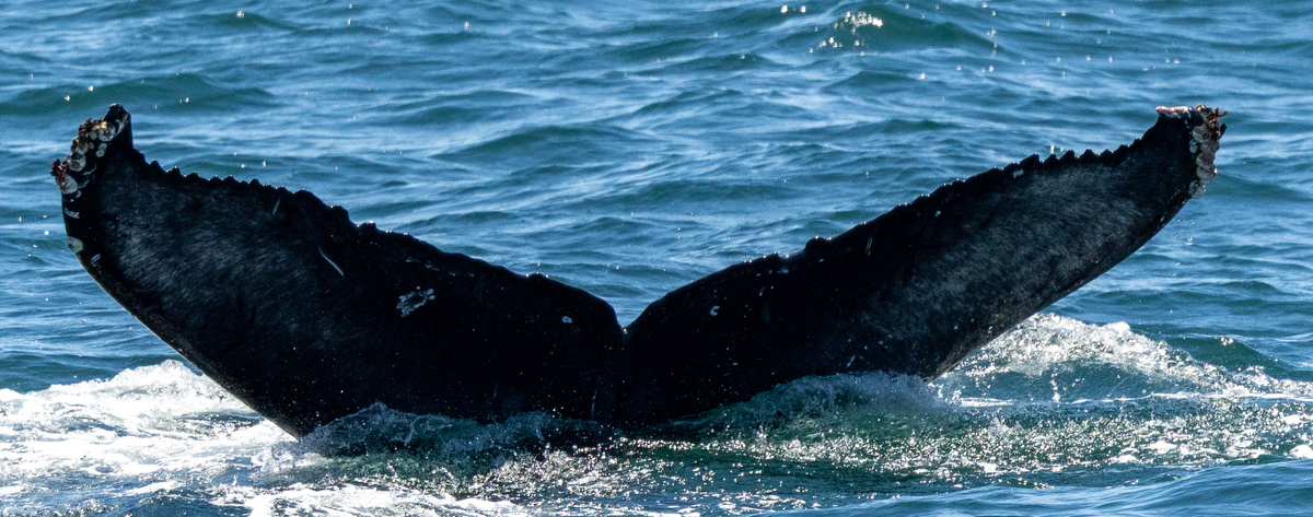 Fluke of HW-MN0503839