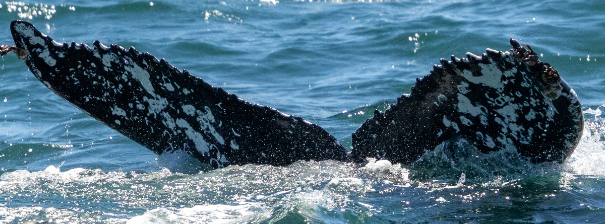 Fluke of HW-MN0503853